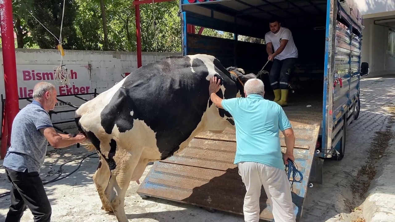 İNEKLERİMİZİ KESİME GÖNDERİYORUZ / İNEK YÜKLEME