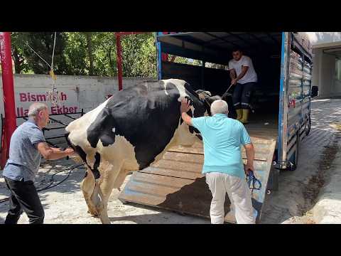 İNEKLERİMİZİ KESİME GÖNDERİYORUZ / İNEK YÜKLEME