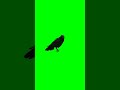 Crow Bird Crowing Green Screen 