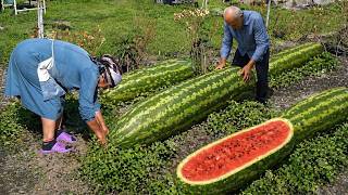 AZERBAIJAN Grandparents Harvest Watermelon in the Caucasus | Country Life Vlog