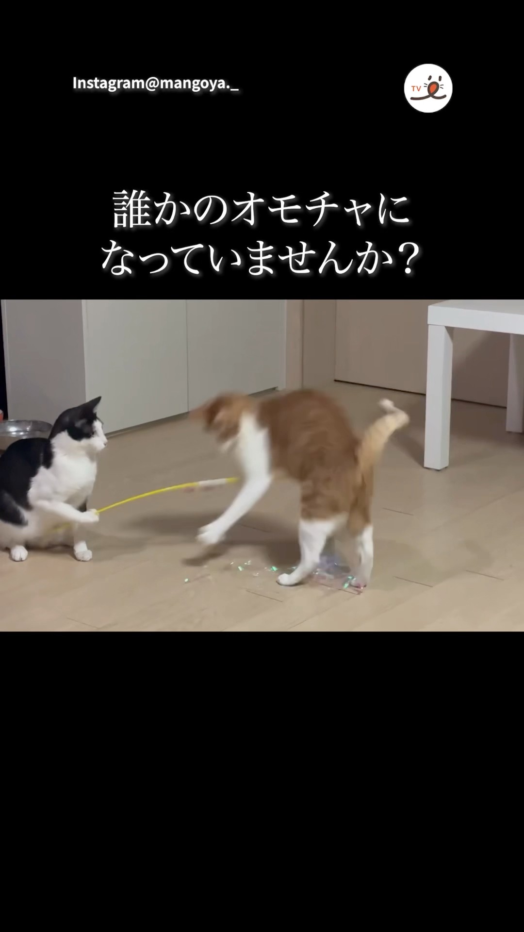 Cat playing with another cat | PECO - YouTube