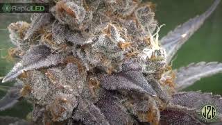 Justintime2grow Rapid LED Tent Update Day 62F Finished Plus Veg Tent Update.