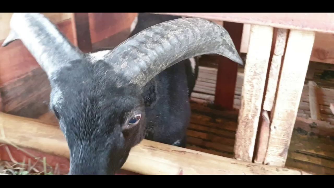 Harga anak domba garut jantan 4 bulan 7bulan update