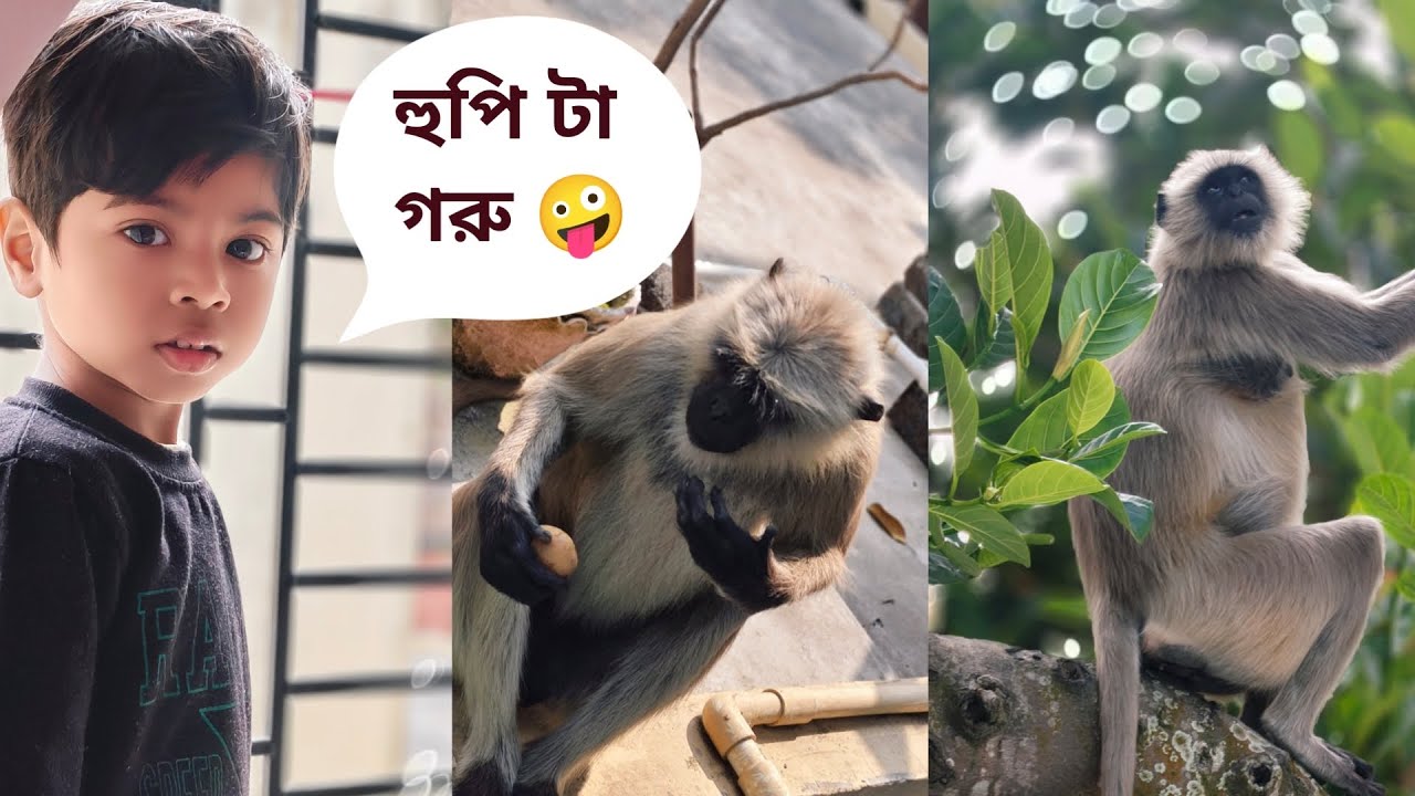 হুপি টা গরু হলো কি করে ?🤪🤣 আদর ও বাঁদরের দৌরাত্ম্যে নাজেহাল সারাদিন 🥴