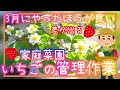 超重要!イチゴ/3月の管理作業/家庭菜園/プランター栽培/2025/Growing Strawberries in planter