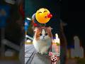 🎬 Try Not To Laugh Funny Cats, Dog Skateboarding & Parrot Riding Dog #youtubeshorts #funnypets