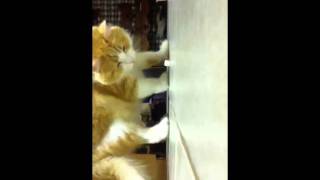 Cats eating marshmallows