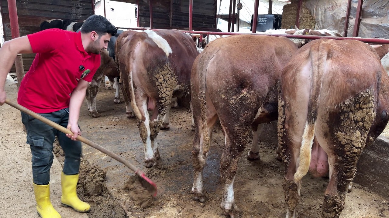 УХОД ЗА ЖЕРТВЕННЫМИ ЖИВОТНЫМИ #2 2026