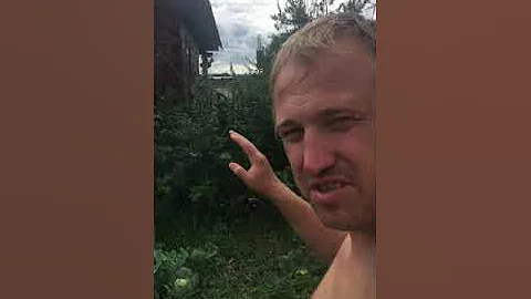 Как не бояться пчёл и ос #shorts