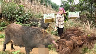 The arduous journey of bringing the pigs from the forest back home. Ly Vy Ca 