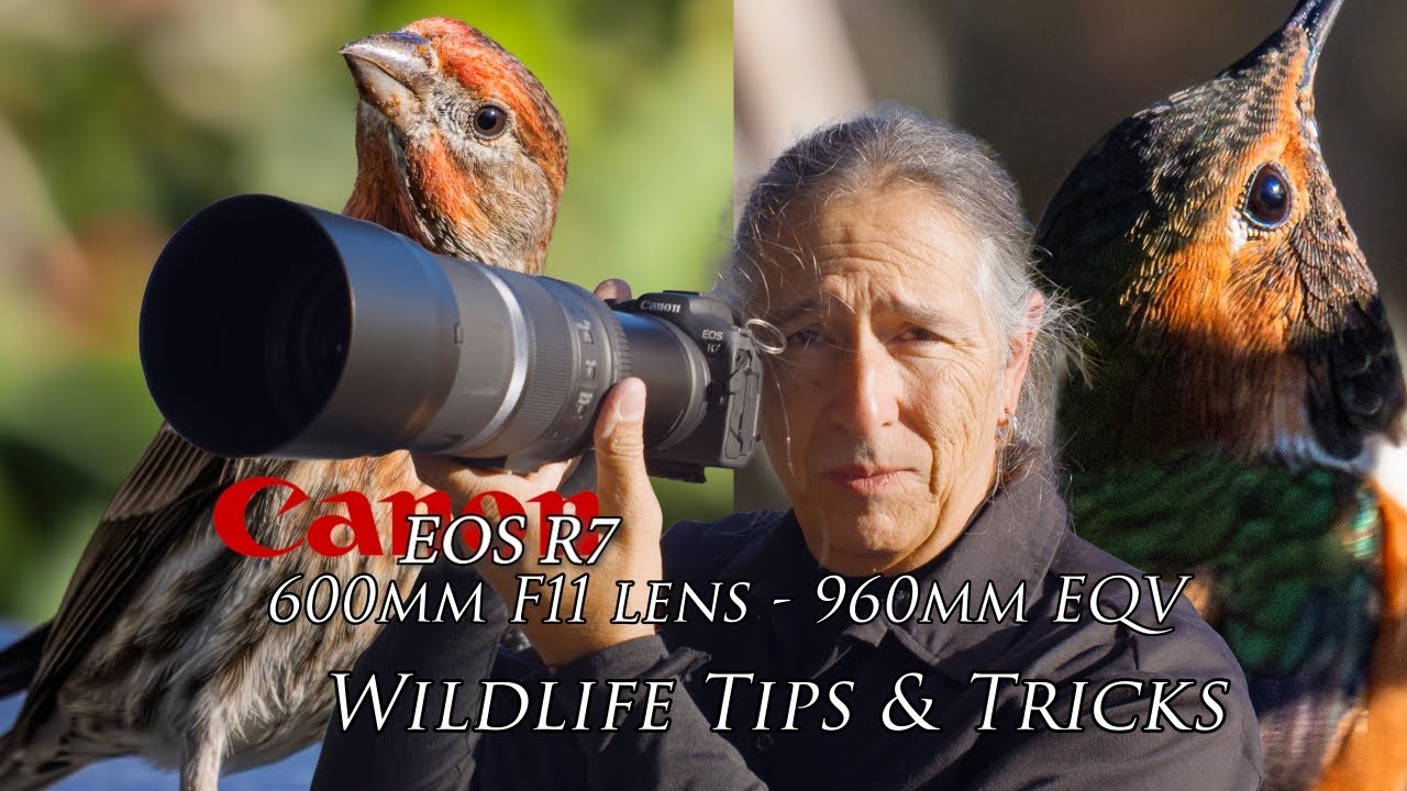 Колибри — советы и приемы съемки дикой природы с помощью Canon 600 F11 на камере R7 — и еще неско...