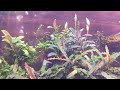 Мини буцефаландра цветет!!! 😄😄😄Bucephalandra Black Fantom super mini🌿🌿🌿🌷