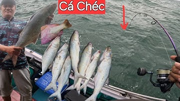 Câu Jig cá Chéc mùa biển động, cá ăn liên tục 7 con chỉ trong 1H. Tại Hòn Lao Mũi Né.@