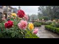 [Study &amp; Focus] Rainy Day in a Peaceful Garden 🌧️🍃 Calm Rain Sounds | Relaxing Ambience