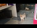 Live apne pets k sath #dogs #love #trend #pets #trending #video