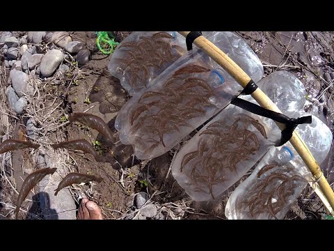 Video: Cómo Atrapar Camarones