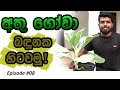 අතු ගෝවා බදුනක වවමු ( Growing Chinese Kale )