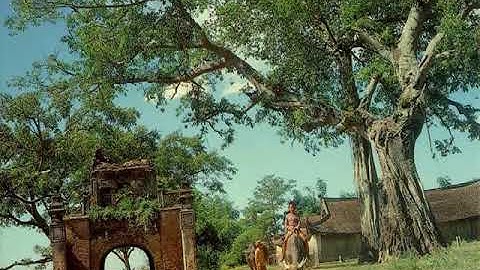 TLV 4 - Tuần 25 - Luyện tập xây dựng mở bài trong bài văn miêu tả cây cối