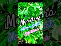 Tembok Di Tempeli Monstera King Delisiosa🍀