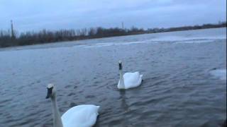 Swans Land on water
