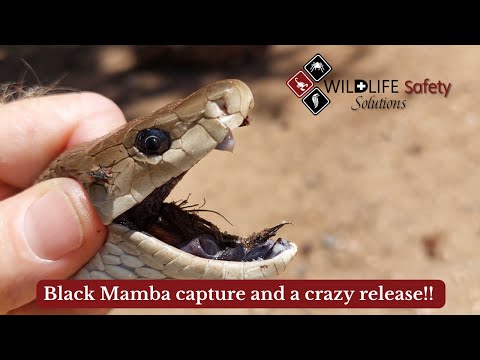 Black Mamba capture & a crazy release