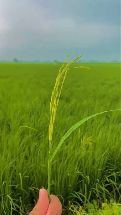 #desi #whatsappstatus #status #gaon wala video#status #video