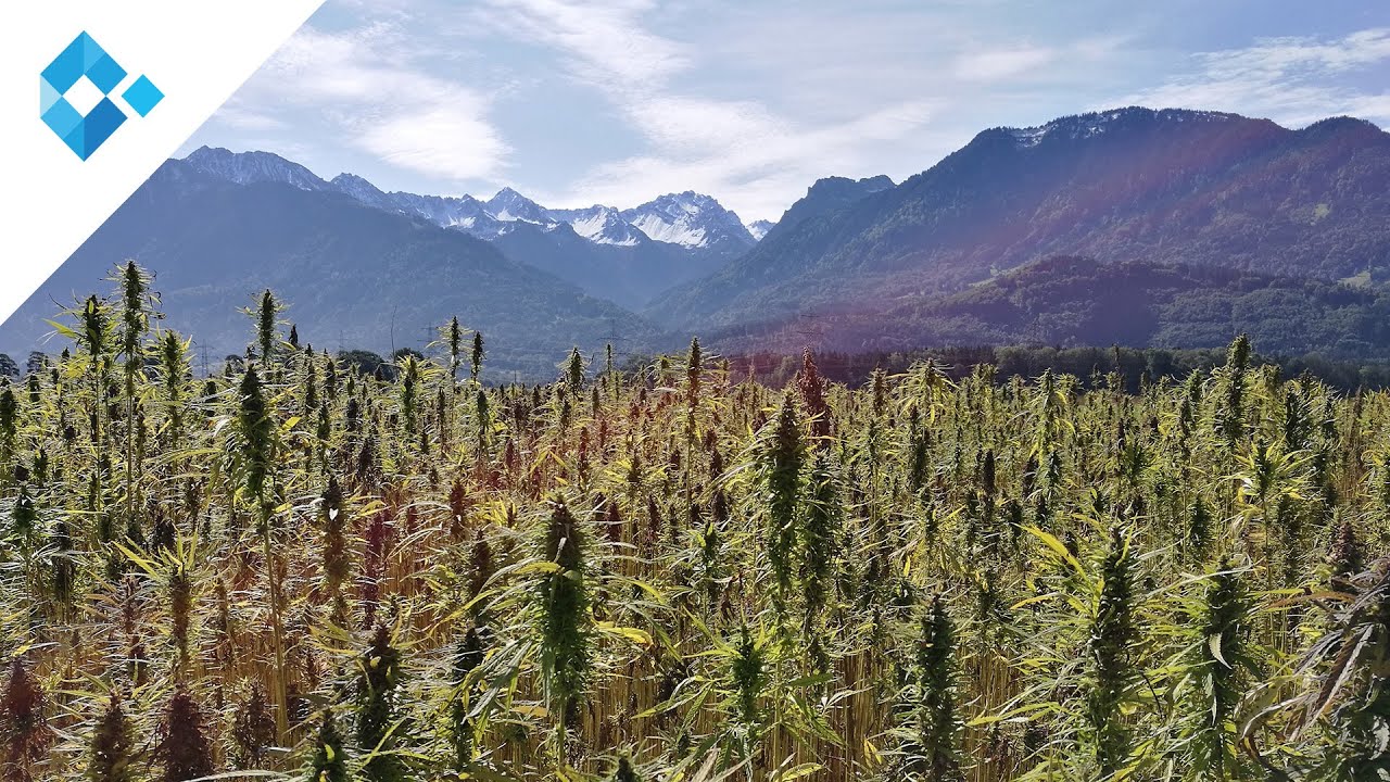 Cannabis und Fibromyalgie - das therapeutische Potential von Cannabinoiden zur Schmerztherapie