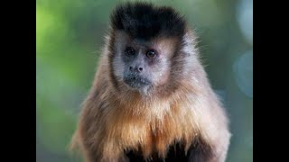 капуцин Фавн -  одни из самых умных обезьян
