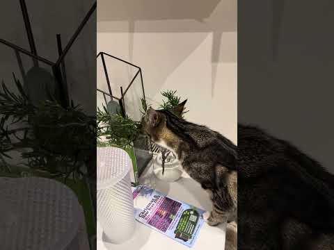 Fypyoutube Tabbykitten Stealingmyrosemary Funnycat Workinghard Naughtykitty Catvideos 