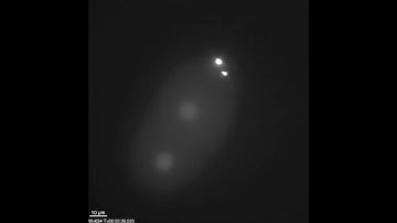 Cohesin-interacting protein WAPL-1 regulates meiotic chromosome structure and cohesion
