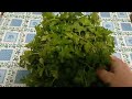 Получила букет петрушки в подарок. Мира всем и Добра!Bouquet of parsley as a gift!Peace and Goodness