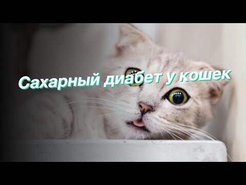 Сахарный диабет у кошек