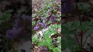 Дорожка первоцветов в лесу, хохлатка #nature #flowers #травянойсбор #лесной#animals #beautiful