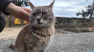 Ashcolored stray cat on cat island