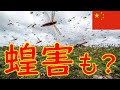 イナゴではなく、バッタが大量発生し、東進中
