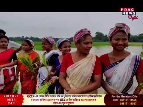 পলাশবাৰীৰ কাহিগংগা পথাৰত ব্যতিক্ৰমী দৃশ্য