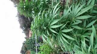 RussLoc and SoCal 1st ever outdoor grow update. 8/29/12