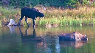 Bull and Cow moose at lake copy
