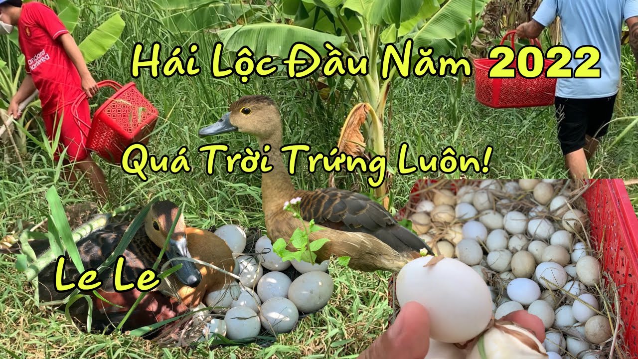 Cảnh Đi Thu Hoạch Trứng Chim Le Le Cực Kì Hấp Dẫn - youtube
