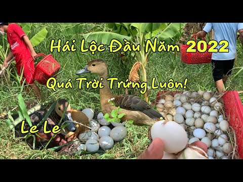 Video Cảnh Đi Thu Hoạch Trứng Chim Le Le Cực Kì Hấp Dẫn - youtube