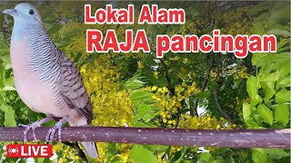 Perkutut Lokal Gacor - iramanya BIKIN CEPAT NYAUT