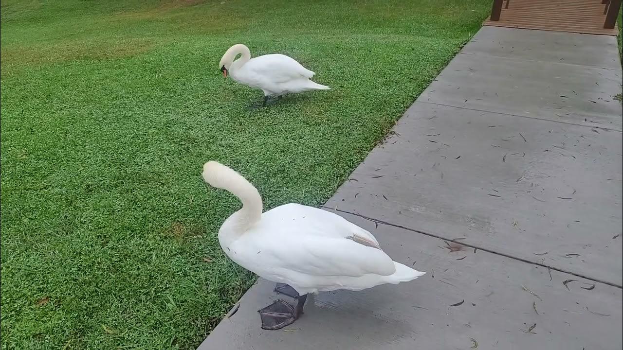 Mute Swans At New Vrindaban, West Virginia YouTube