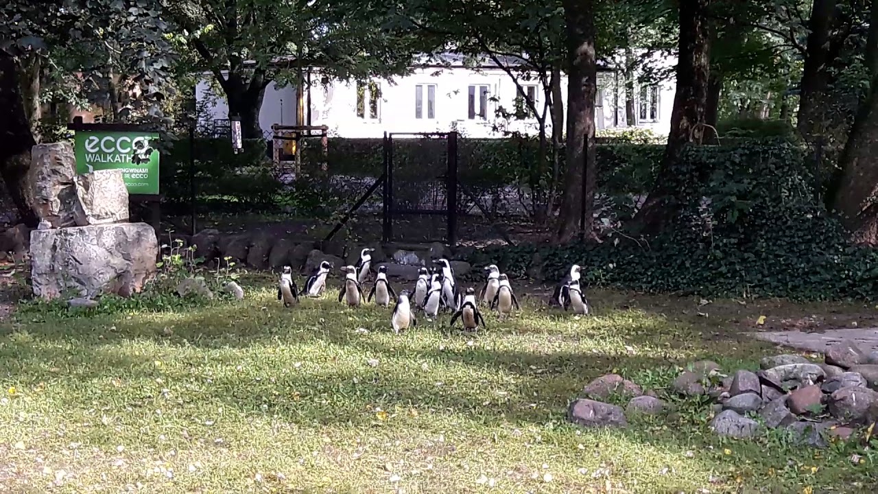 Варшавский зоопарк жабинский Варшавский зоопарк жабинский