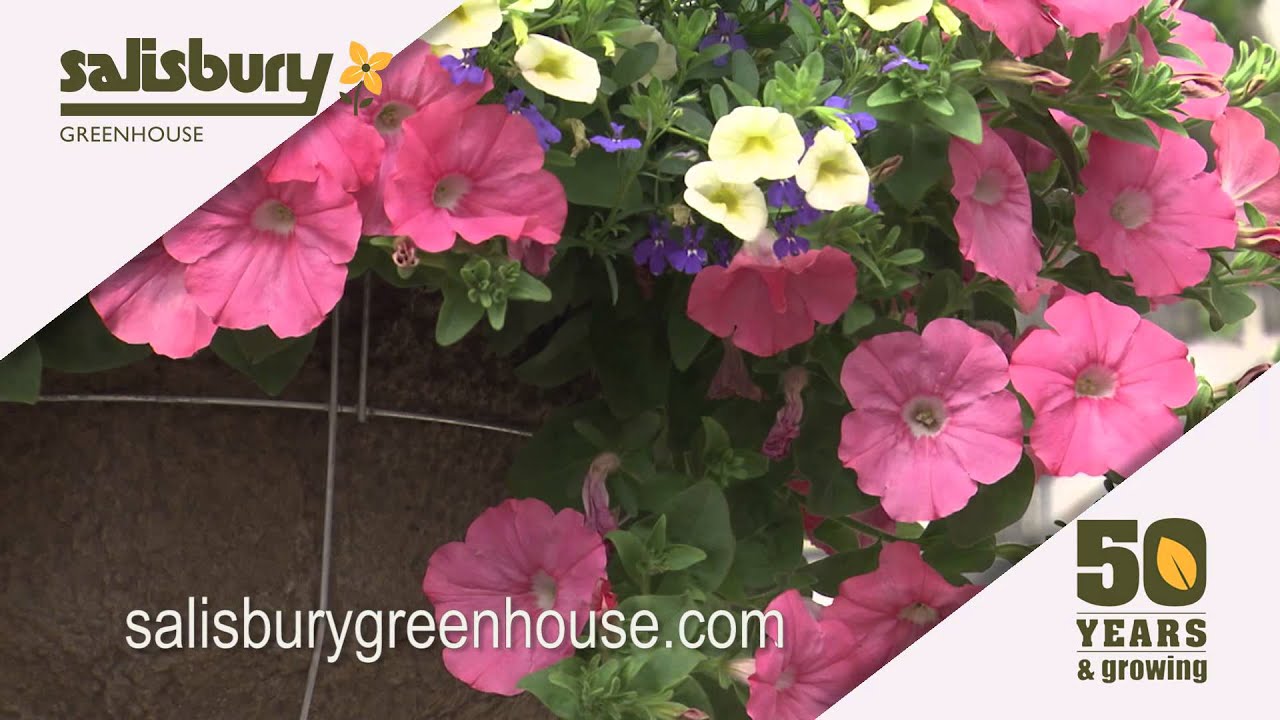 Salisbury Greenhouse 50 Years of Growing