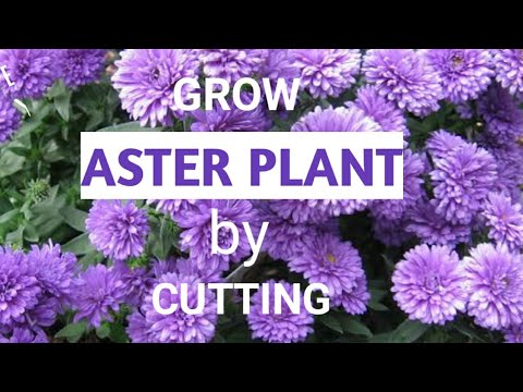 Video: Maklumat Tumbuhan Calico Aster: Ketahui Tentang Menanam Bunga Aster Calico