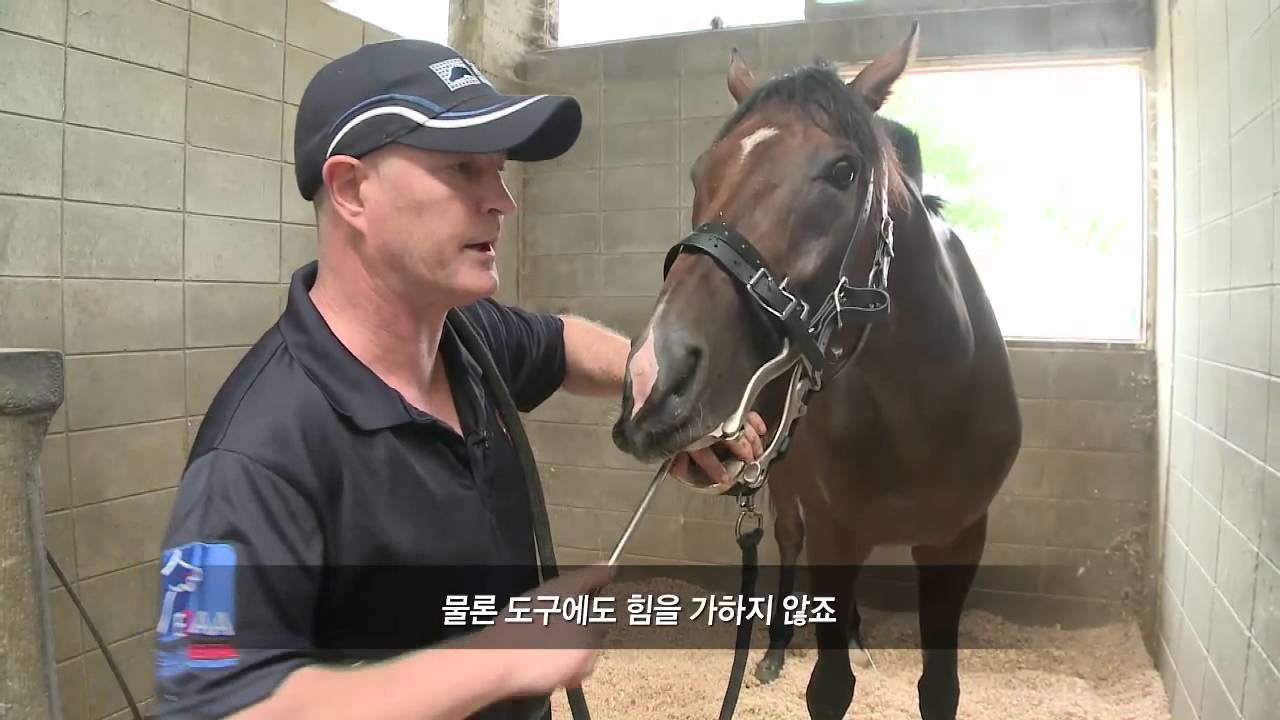 Demonstration on equine dental services by Neil Jolly(with Korean subtitles)