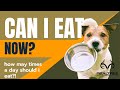 How many times should i eat eating times for dogs