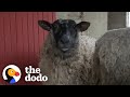 Rescue Sheep Runs To Her People When They Call Her Name | The Dodo