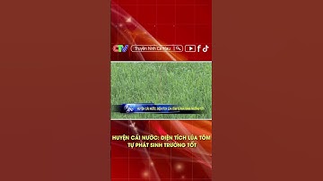 HUYỆN CÁI NƯỚC: DIỆN TÍCH LÚA TÔM TỰ PHÁT SINH TRƯỞNG TỐT. #shorts