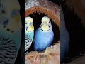 Lovely Blue Birds #shorts🥰🥰🥰